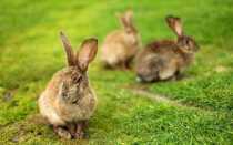 Сколько лет живут кролики