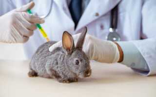 Прививки кроликам