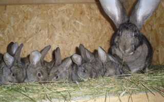 Маточник для кроликов своими руками