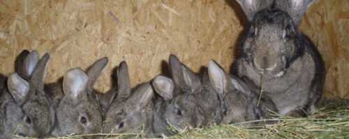 Маточник для кроликов своими руками