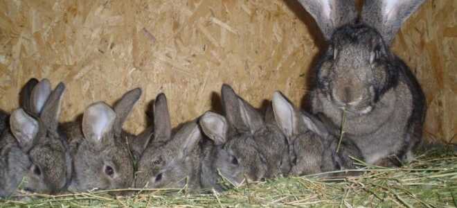 Маточник для кроликов своими руками