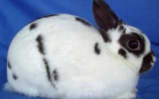 Уход и содержание декоративных кроликов
