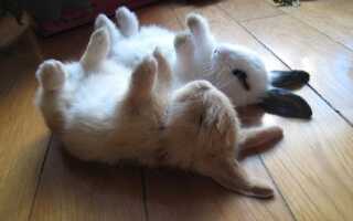 Как спят кролики