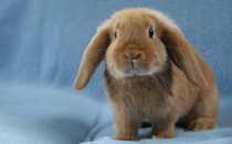 Кролик вислоухий баран