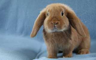 Кролик вислоухий баран