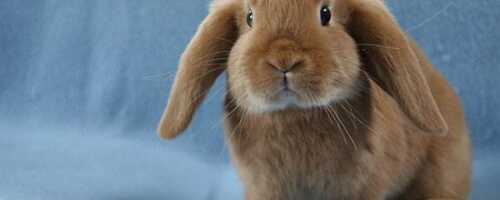 Кролик вислоухий баран