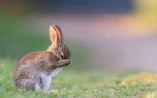 Кролик чихает
