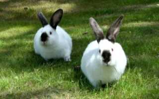 Калифорнийский кролик