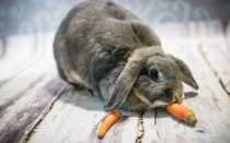 Что едят кролики и чем можно кормить