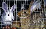 Промышленные клетки для содержания и выращивания кроликов