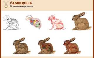 Анатомия и физиология кролика