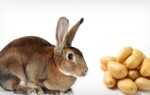 Можно ли кроликам картофель