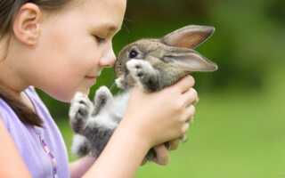 Аллергия на кролика