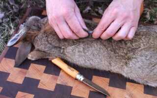 Как разделать кролика и забой