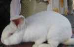 Кролик Белый Великан
