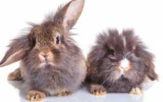 Как определить пол кролика