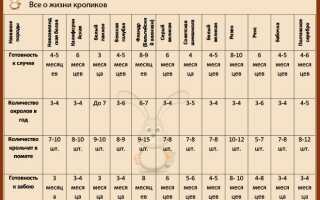 Кролики мясных пород