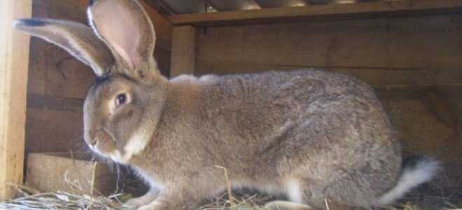 Венский голубой кролик