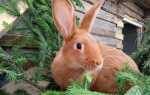 Какие ветки можно давать кроликам