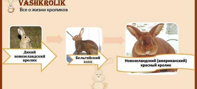 Новозеландский кролик