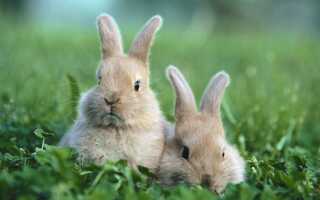 Какие породы кроликов бывают
