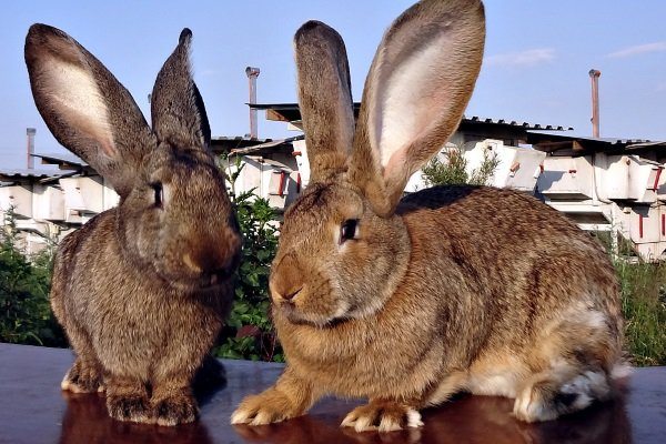 Кролики фландры
