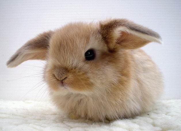 Как назвать серого кролика. Какой кличкой назвать кролика?