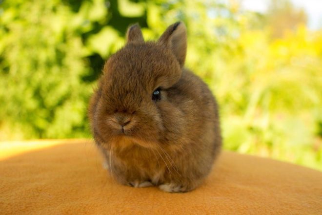 Лисий декоративный кролик
