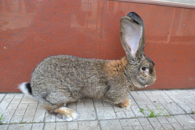 Кролик породы Фландр