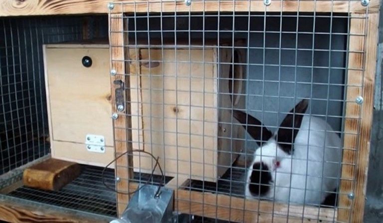 Клетка для разведения кроликов