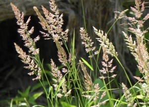 Полезные травы для кроликов фото и название