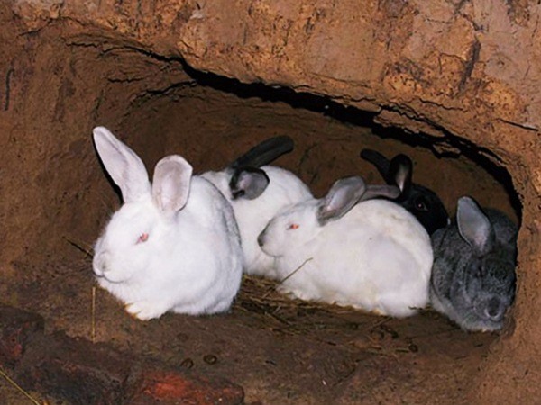 Кролик в яме