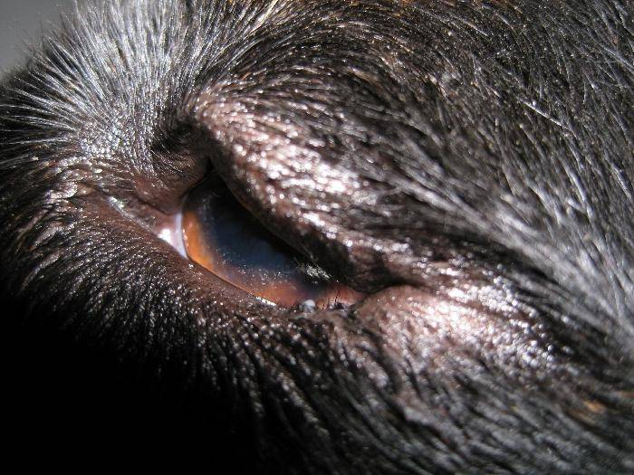 Инфекции глаз у кроликов и их лечение