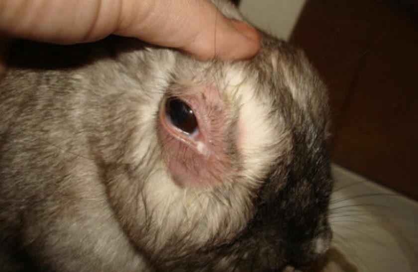 Болезни глаз у кроликов