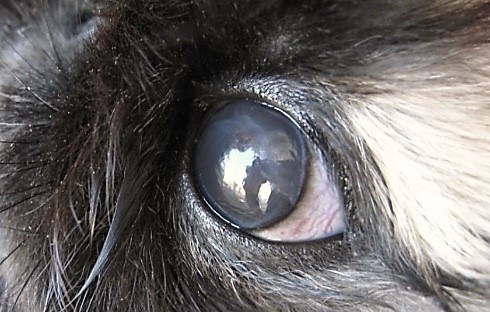 Как лечить глаза у кроликов они слезятся