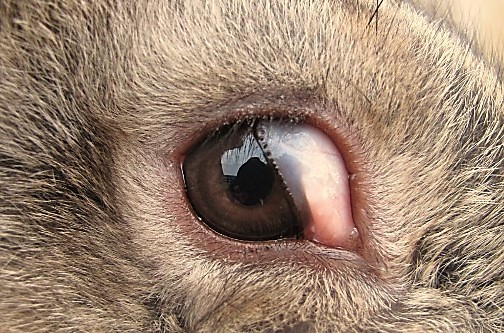 Как лечить глаза у кроликов они слезятся