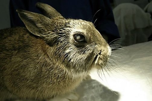 Почему у кроликов глаза слезятся как лечить thumbnail