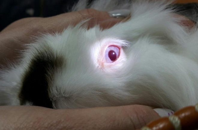 Болезнь глаз у кроликов