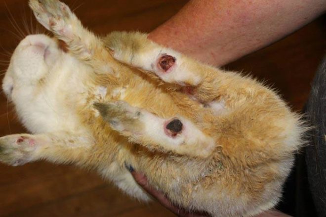 Заболевание лап у кролика
