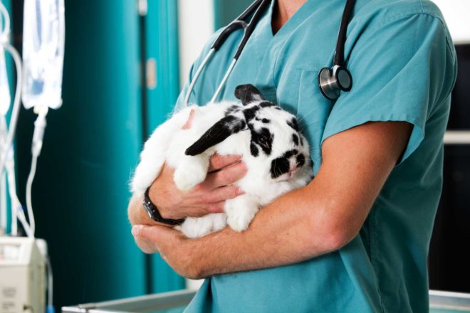 Пододерматит у кроликов лечение
