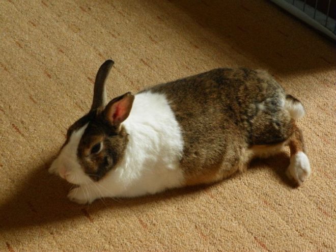 Болезни желудка у кроликов
