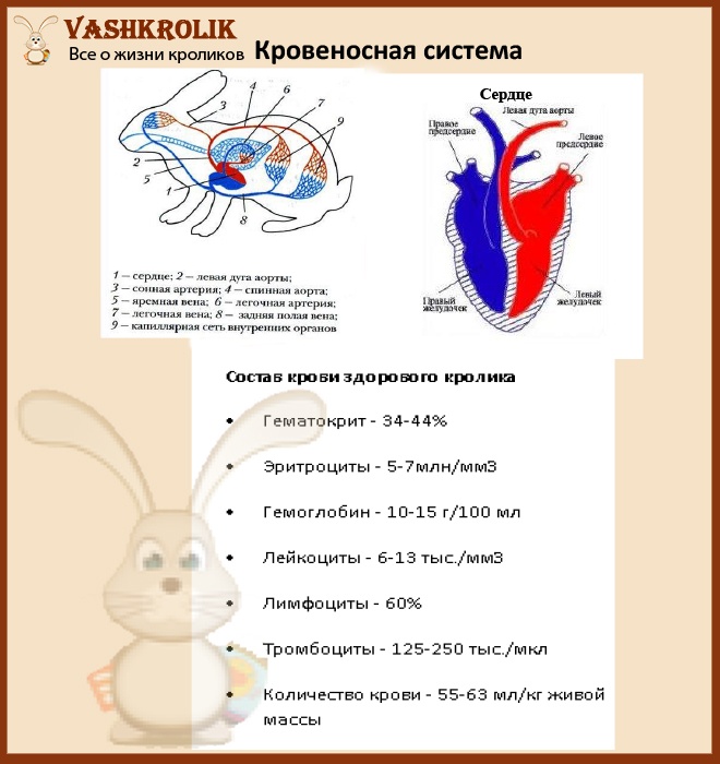 Функционирование кровеносной системы кролика