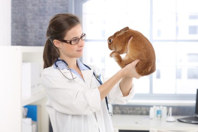 Осмотр кролика у врача