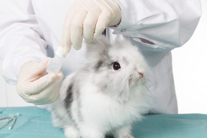 Кролик в клинике у ветеринара