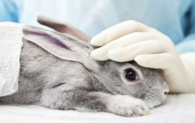 Кролик лежит на кушетке у ветеринара