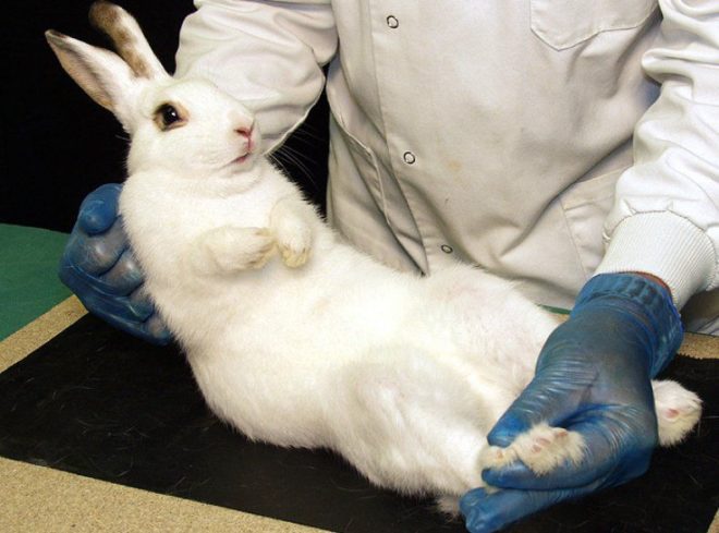 Проведение стерилизации кролика