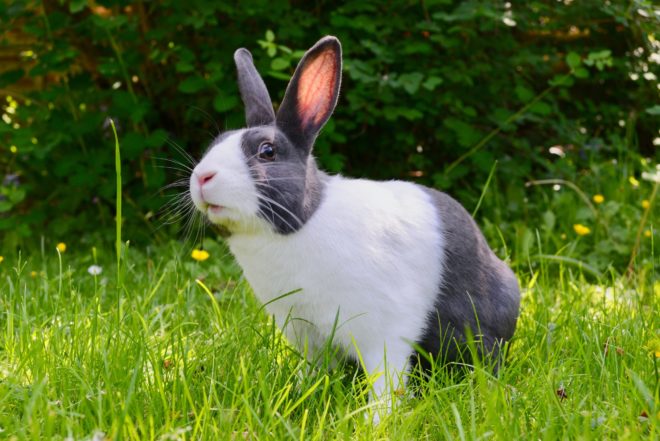 Кролик сидит в траве