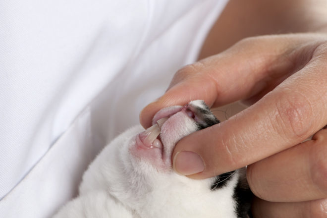 Ветеринар осматривает зубы кролика