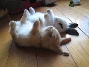 В какой позе спят кролики