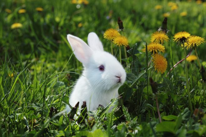 Кролик в огороде